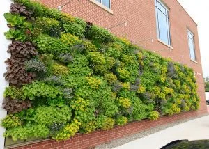 outdoor living wall