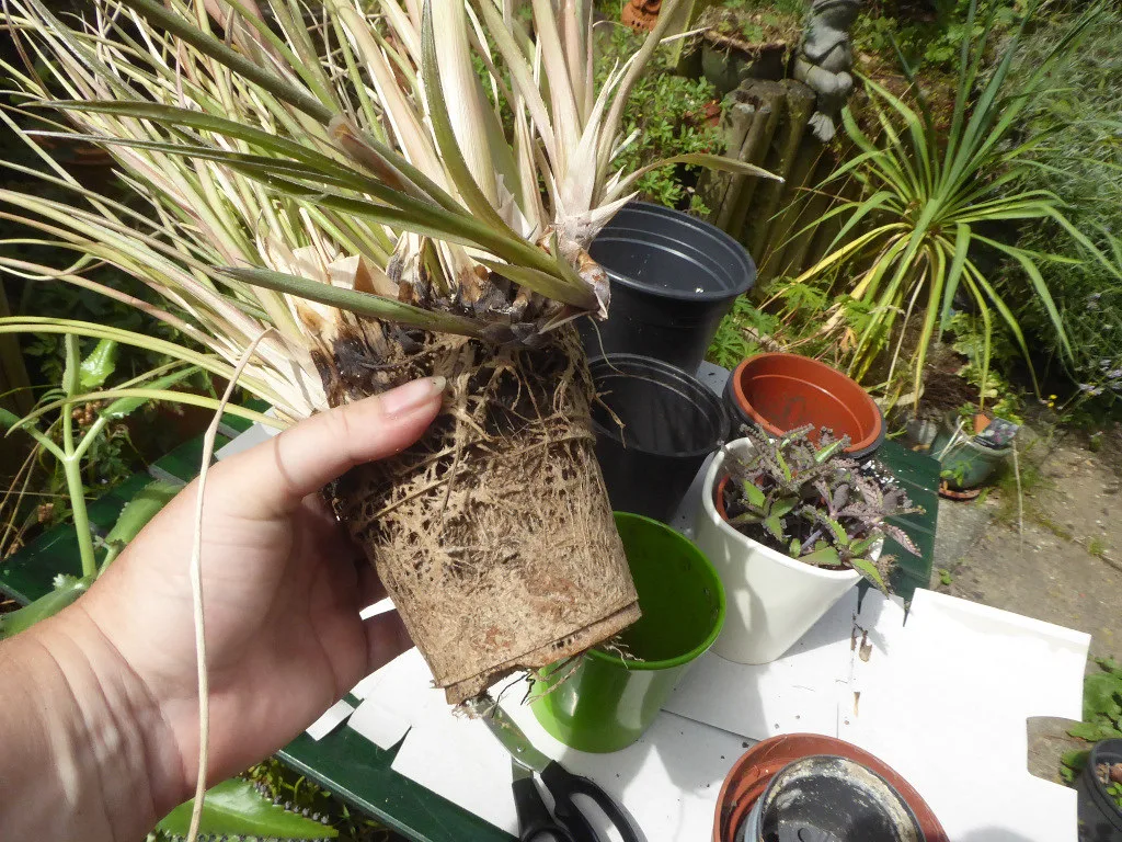 House plant compost