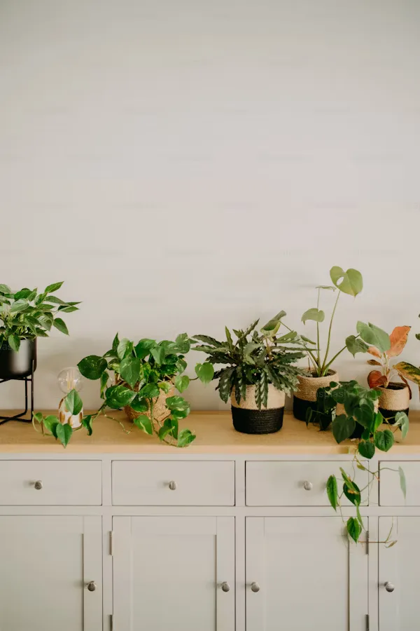 House plant compost