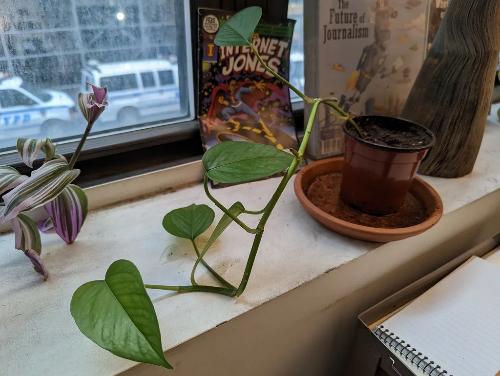 house plant compost