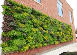 outdoor living wall