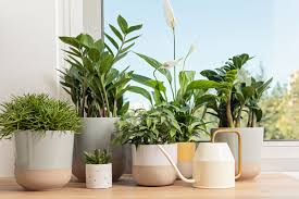 large houseplants